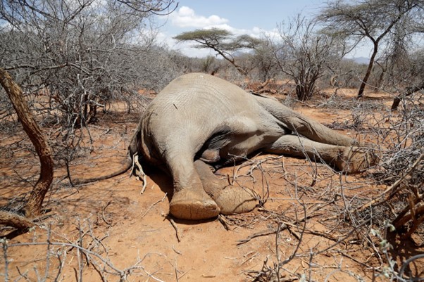 Elephants dying from drought leading to lack of pasture and water